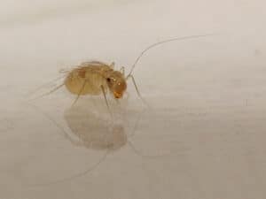 Staubläuse – Sofort erkennen und wirksam Bekämpfen