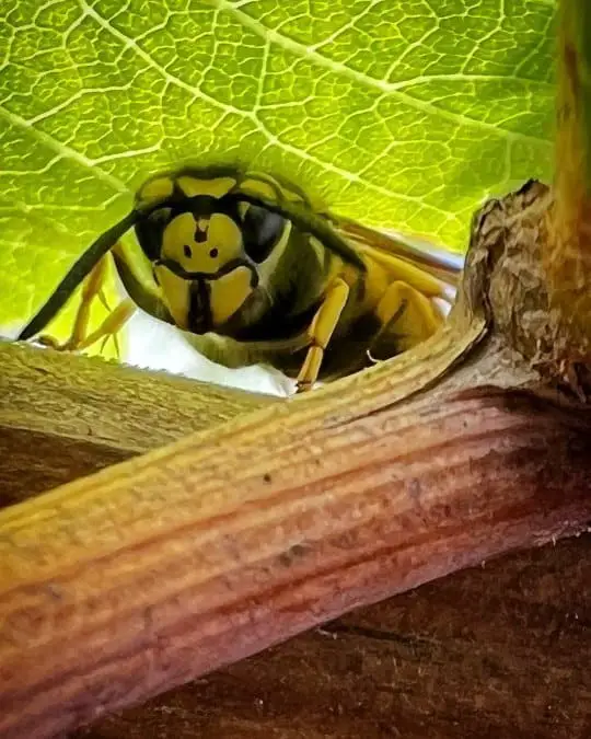 Wespenkönigin mit markanter Zeichnung am Kopfschild unter einem Blatt