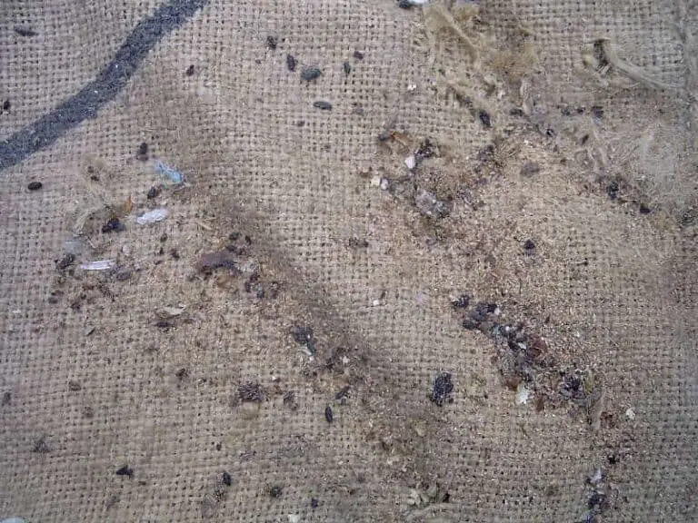 Mäusekot Aussehen, Gefahren, Umgang (inkl. Bilder)