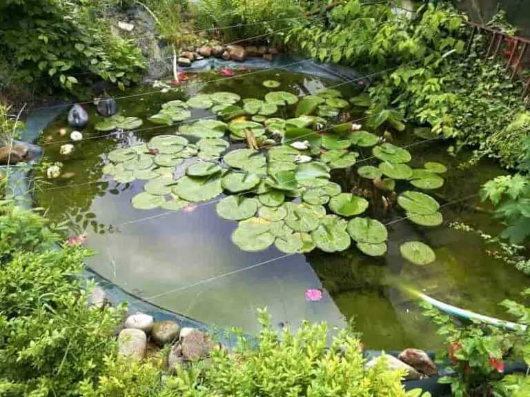 Fischreiher Lebensweise Und Alle Maßnahmen