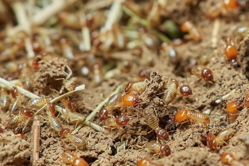 Termiten in Nahaufnahme zur Unterscheidung zur Ameise