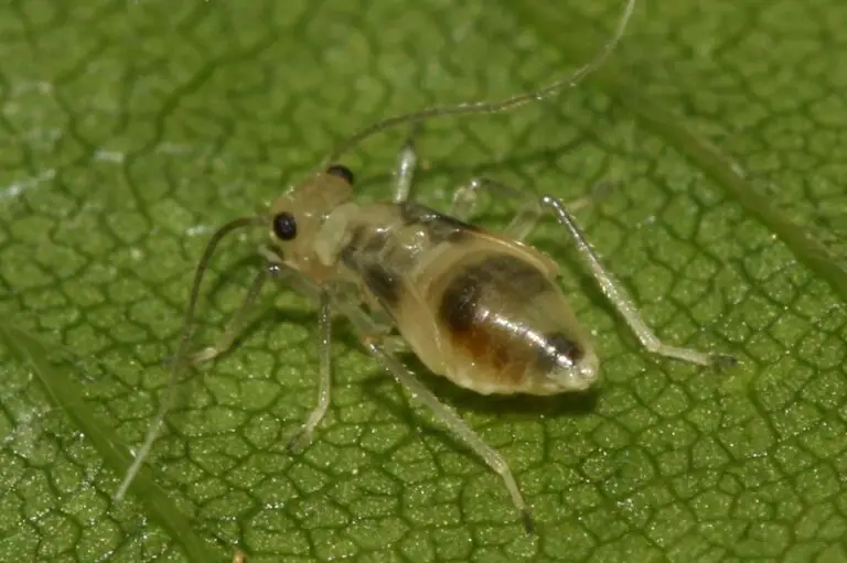 Staubläuse Aussehen (Sind sie wirklich kaum zu entdecken?)